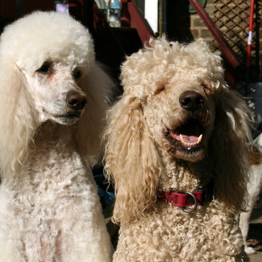 Dois poodles de pelagem clara recém-tosados e escovados, sentados lado a lado ao sol