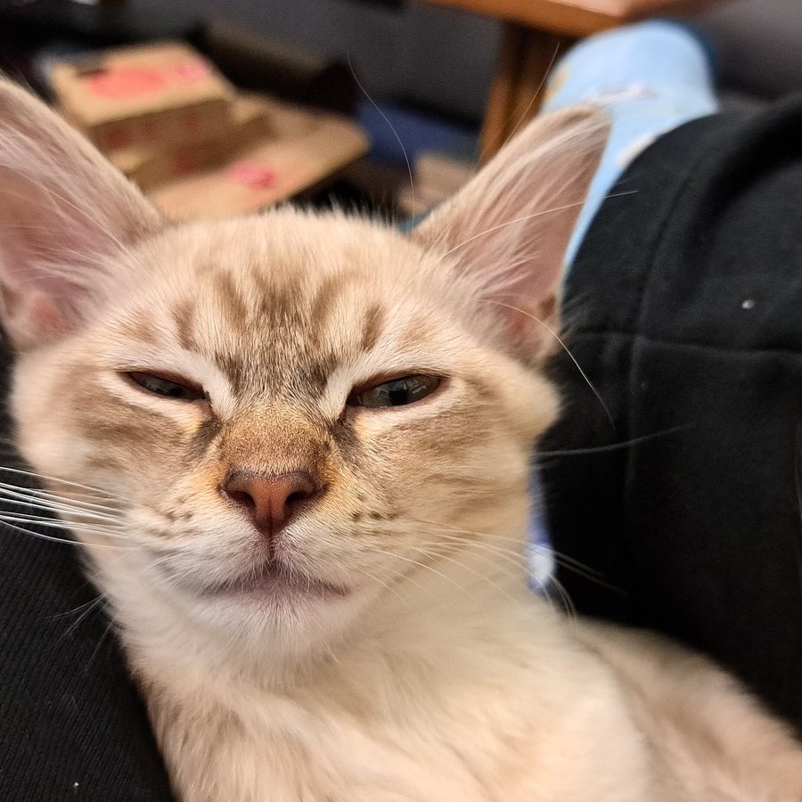 Gato filhote de pelagem creme e bege, deitado tranquilo com os olhos semicerrados, em close aconchegante