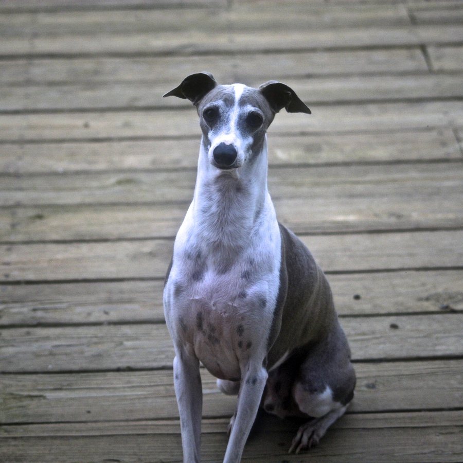 Cão whippet branco e cinza sentado em um deck de madeira, olhando calmamente para a câmera