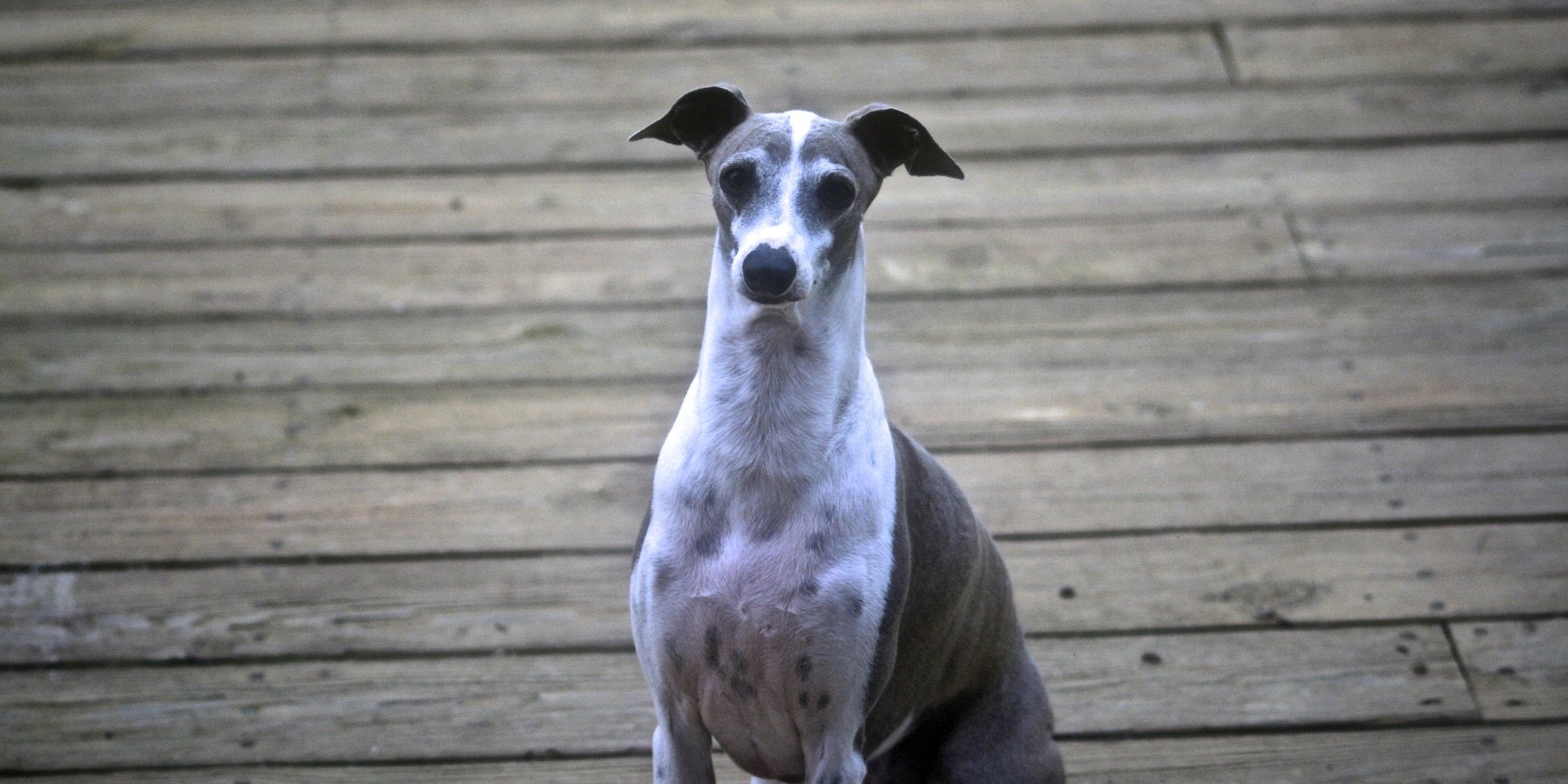 Cão whippet branco e cinza sentado em um deck de madeira, olhando de frente para a câmera